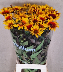 Heliopsis Sparkling Contrast 75cm