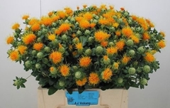 Carthamus Zanzibar 60cm