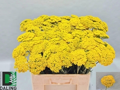 Achillea Filipendulina Parker's Variety 60cm