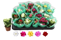 Kalanchoe Double Rosaline Mix 6Ø 12cm