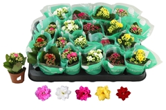 Kalanchoe Double Rosaline Mix 6Ø 12cm