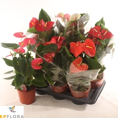 Anthurium Mix 3 Colours 17Ø 70cm