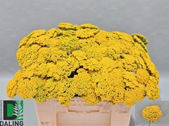 Achillea Filipendulina Parker's Variety 50cm