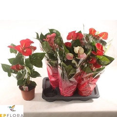 Anthurium Mix 3 Colours 17Ø 70cm