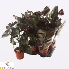 Anthurium Jambo Black 17Ø 60cm