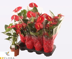 Anthurium Jambo Red 14Ø 60cm
