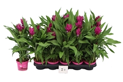 Curcuma Siam Sublime 12Ø 55cm