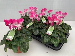 Cyclamen Midi Indiaka 13Ø 30cm