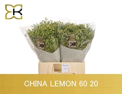 Limonium Sinense China Lemon 60cm 20gr.