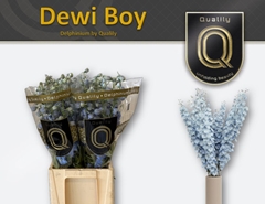 Delphinium Double Dewi Boy 60cm