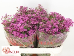 Chamelaucium Free Spirit 70cm 30gr.