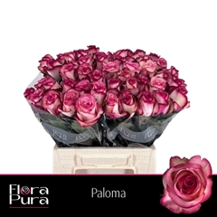 Rosa Paloma 35cm