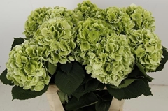 Hydrangea Verena Classic 80cm 18-20cm Hd