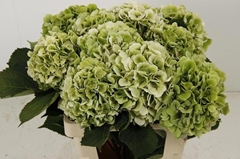 Hydrangea Verena Classic 60cm 18-20cm Hd