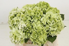 Hydrangea Verena Classic 50cm 15-17cm Hd