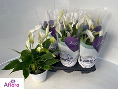 Anthurium Banderola Cava 14Ø 50cm