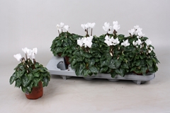 Cyclamen Super Serie Verano 10Ø 20cm