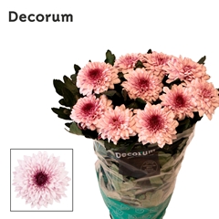Chrysanth Single Pip Pretty 70cm 75gr.