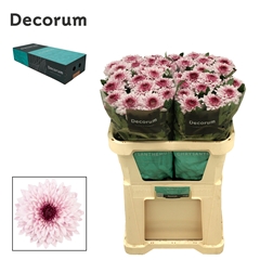 Chrysanth Single Pip Pretty 70cm 75gr.