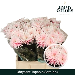 Chrysanth Single Painted Topspin Soft Pink 70cm 70gr.