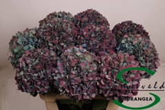 Hydrangea Pimpernel Classic 60cm 16-18cm Hd