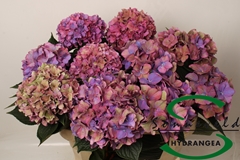 Hydrangea Rodeo Purple 75cm 15-17cm Hd