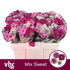 Chrysanth Santini Mix 55cm 40gr.