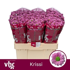 Chrysanth Santini Krissi 55cm 38gr.