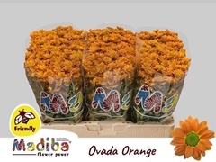 Chrysanth Santini Madiba Ovada Orange 55cm 40gr.