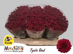 Chrysanth Santini Madiba Tyolo Red 55cm 40gr.