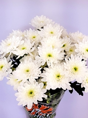 Chrysanth Spray Bonita 70cm 70gr.
