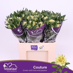 Alstroemeria Fashionista Couture 60cm 30gr.