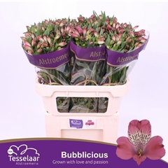Alstroemeria Bubblicious 75cm 65gr.