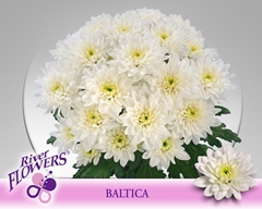 Chrysanth Spray Baltica 70cm 105gr.