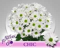 Chrysanth Spray Chic 70cm 95gr.