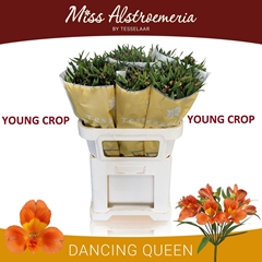 Alstroemeria Dancing Queen 75cm 85gr.