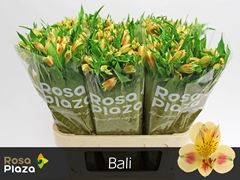 Alstroemeria Bali 75cm 65gr.