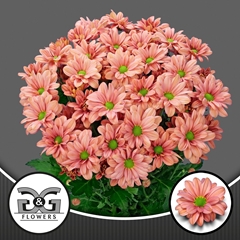 Chrysanth Spray Summer Love 70cm 95gr.