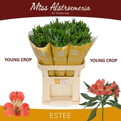 Alstroemeria Estee 75cm 60gr.