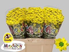 Chrysanth Santini Madiba Ringa Yellow 55cm 44gr.