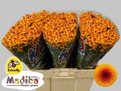 Chrysanth Santini Madiba Lambo Sunrise 55cm 40gr.