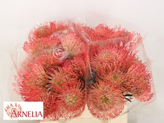 Leucospermum Ayoba Pink Marshmallow 40cm