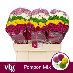Chrysanth Santini Pompon Mix Per Bunch 55cm 40gr.