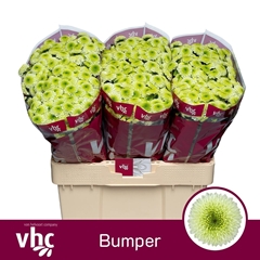 Chrysanth Santini Bumper 55cm 38gr.