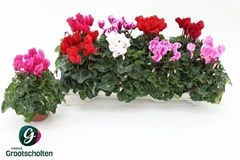 Cyclamen Super Serie Allure 10Ø 20cm