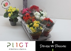 Begonia Double Mix 14Ø 35cm