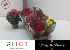 Begonia Double Mix 14Ø 35cm