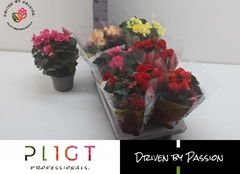 Begonia Double Mix 14Ø 35cm