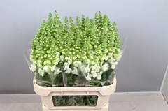 Antirrhinum Potomac Ivory White 80cm