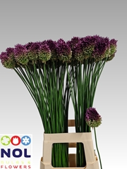 Allium Sphaerocephal 80cm